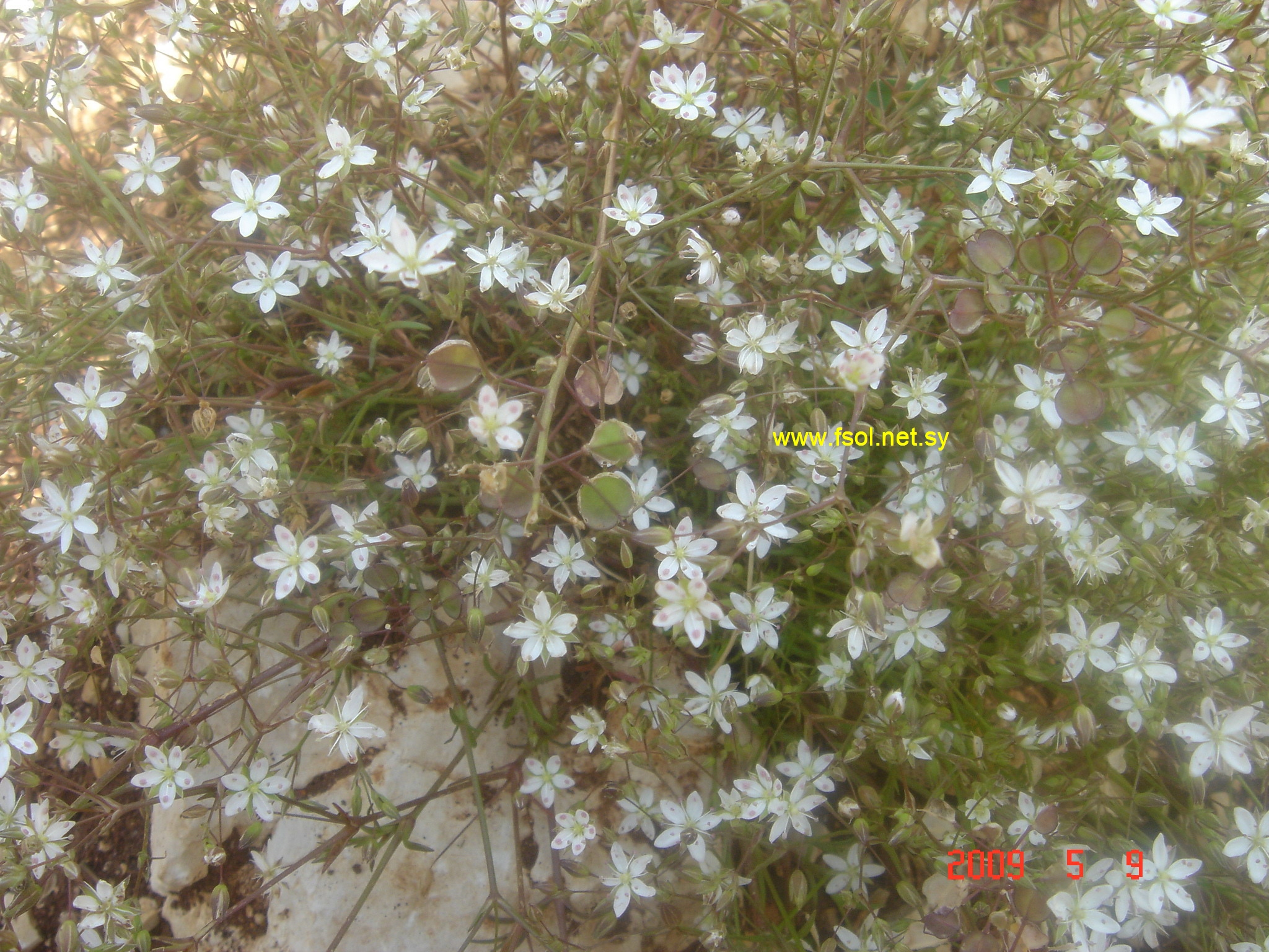 Arenaria cassia Boiss.